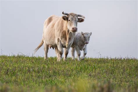 Cow With Curved Horns And Calf Standing In The Pasture On Autumn Day