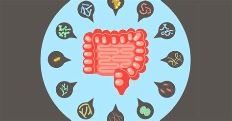 Gut microbiome studies reveal new bacterial links with diabetes