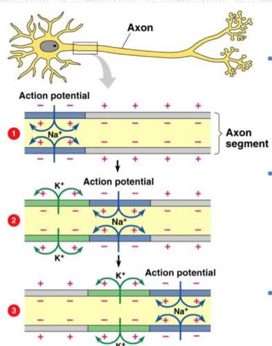 Physiology 7 Action Potentials Flashcards Quizlet