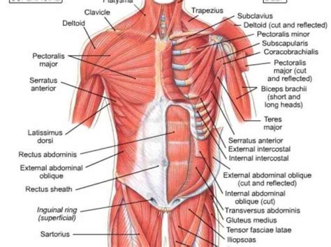 but in actuality there are separate muscles that contribute overall abdominal development ...