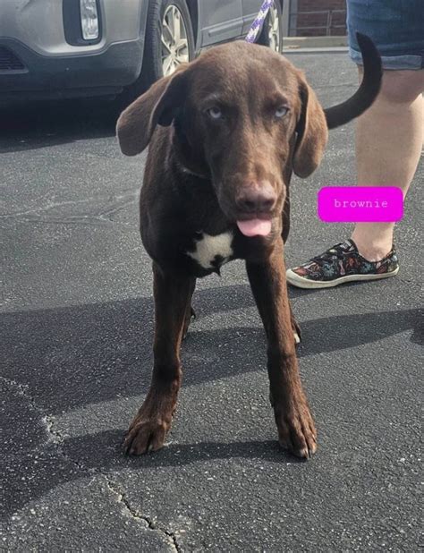 Dog For Adoption Brownie A Labrador Retriever Mix In Abingdon Md