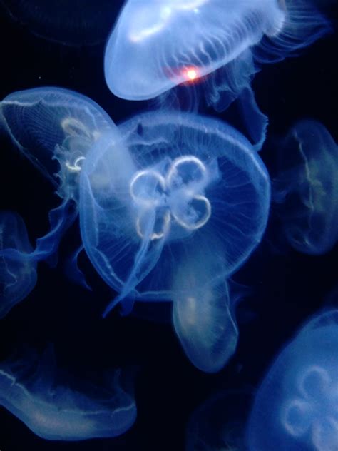 clear jellyfish by DiferentFromU on deviantART