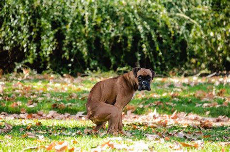 How To Make A Dog Poop Instantly 7 Handy Tips