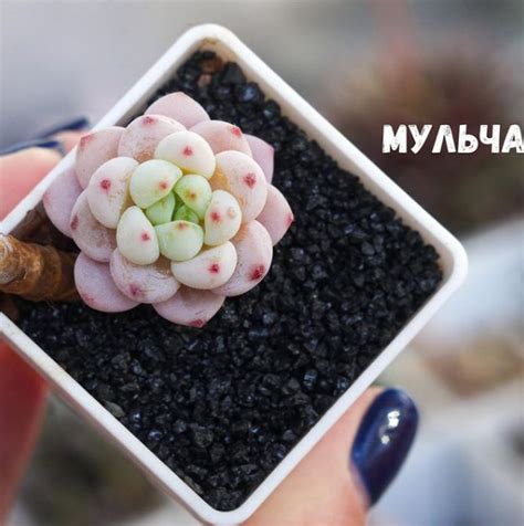 Мульчирование почвы | Оля о полезном | Дзен