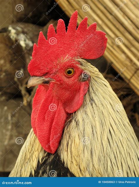 Chanticleer rooster stock image. Image of full, rooster - 10450063