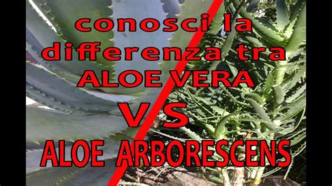 Aloe Arborescens Come Assumerla In Secondi Senza Farle Prendere Luce