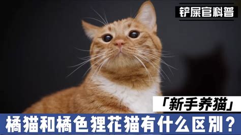 新手养猫：橘猫和橘色狸花猫有什么区别 Youtube