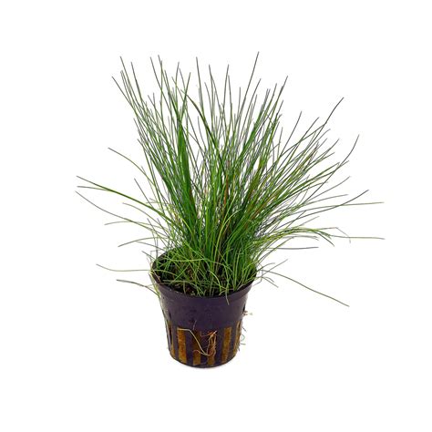 Eleocharis Acicularis Potted Best Aquarium Plants Online Abyss Uk