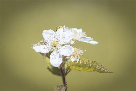 Banco De Imagens Ramo Plantar Branco Folha Flor P Tala