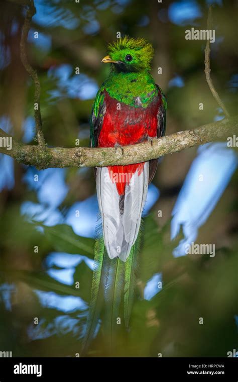 Heiliger Baum Der Mayas Fotos Und Bildmaterial In Hoher Aufl Sung Alamy