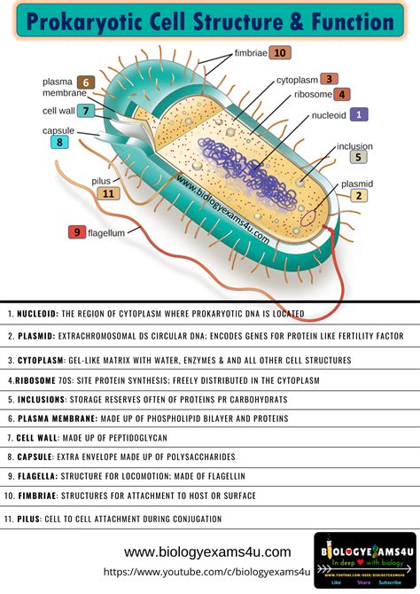 Prokaryotic Cell Structure and Function Poster PDF