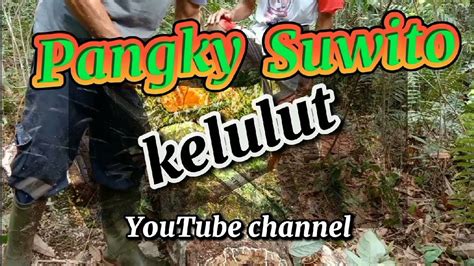 Exekusi Sarang Trigona Itama Koloni Super Dikebun Karet YouTube