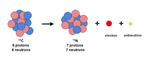 Draw a Carbon-14 nucleus decaying into a Nitrogen-14 nucleus | Quizlet