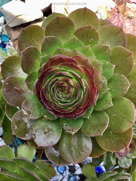 Aeonium Madeira Rose World Of Succulents