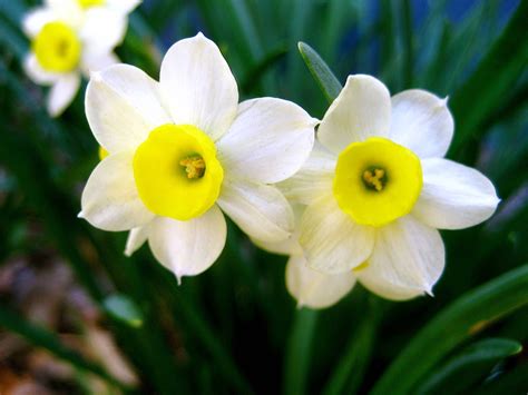 Fiori Narciso Fiori Di Piante