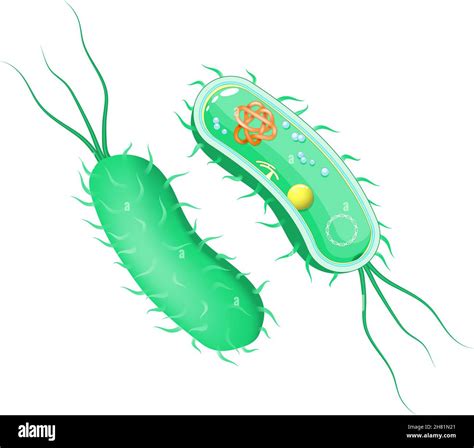 Anatomia Delle Cellule Batteriche Immagini E Fotografie Stock Ad Alta