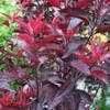 Plantfiles Pictures Prunus Dwarf Red Leaf Plum Purple Leaf Sand