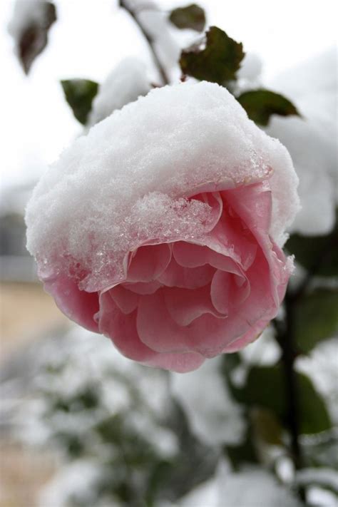 Cold Hardy Roses Learn About Planting Roses In Zone 3 Gardens