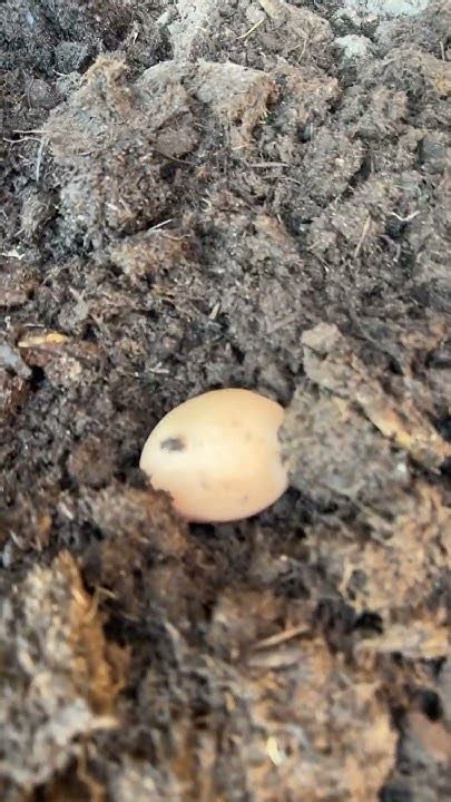 Lucky Day🫣i Found A Chicken Egg In The Compost That I Bought🤦‍♀️compost Egg Lucky Garden Ing