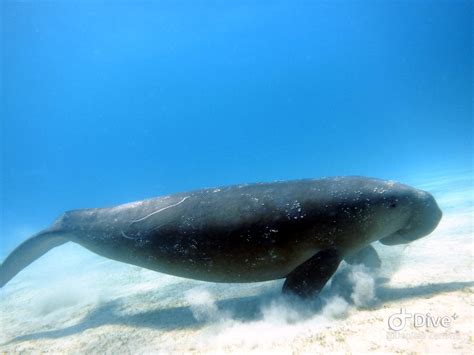 Dugong Watching Club Paradise Palawan