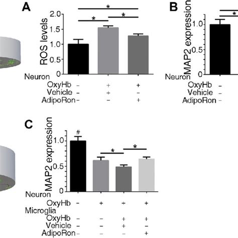 The Direct And Indirect Effects Of AdipoRon On Primary Neurons And