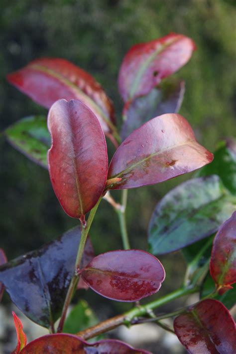 Cleyera Japonica Var Japonica Pan Global Plants