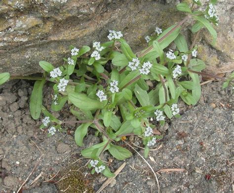 Common Cornsalad NatureSpot