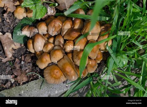 Clump fungus in garden Stock Photo - Alamy