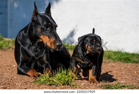 Black Tan Male Doberman Puppy Playing Stock Photo 2200257909 | Shutterstock