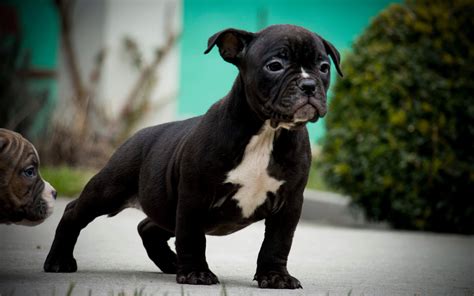 American Bully Dog Wallpapers - Wallpaper Cave