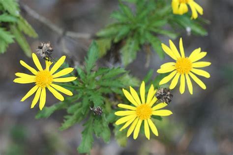 Factsheet Euryops Chrysanthemoides African Bush Daisy