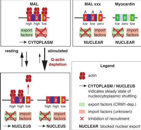 Model For Regulation Of MAL Nucleocytoplasmic Shuttling And