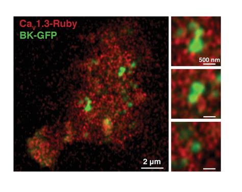 Figures And Data In Proximal Clustering Between Bk And Cav Channels