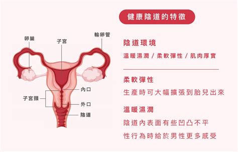 陰道緊實手術是什麼？ 有哪些效果？適用部位、費用、術後保養、常見qanda全收錄 優越診所 台中 南屯區醫美診所醫生推薦 抽脂專家