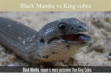 Black mamba vs king cobra fight| Comparison