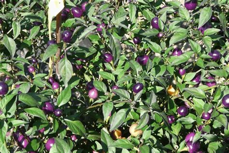 Pretty In Purple Pepper: Ornamental Chili With Jalapeno Heat