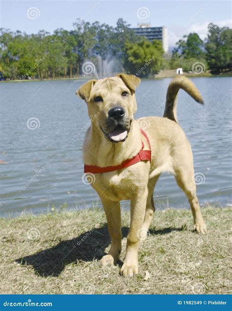 Shar pei like dog stock image. Image of street, female - 1982549