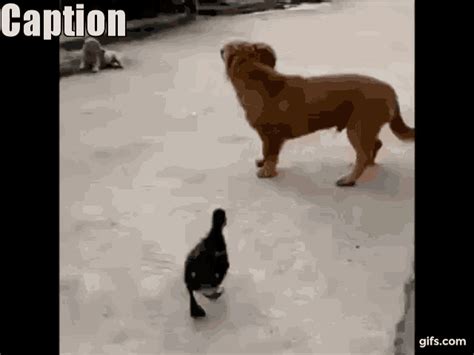 Dog Bite GIF - Dog Bite Duck - Discover & Share GIFs