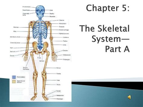 PPT Chapter 5 The Skeletal System Part A PowerPoint Presentation