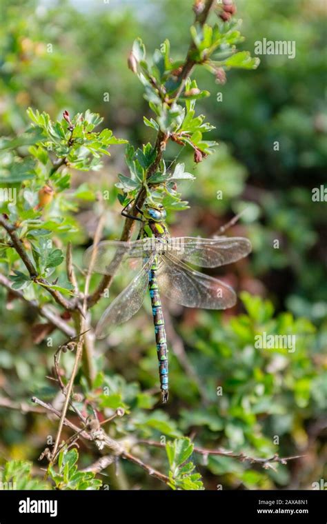 Back View Of A Green Form Male Southern Hawker Aeshna Cyanea