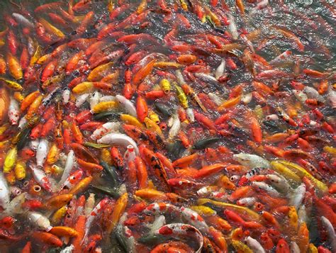 Koi Fish In Guangzhou China Pics