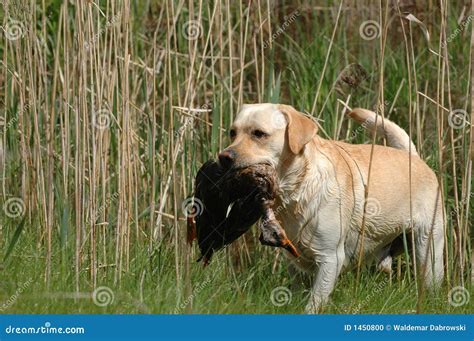 Hunting labrador retriever stock photo. Image of yellow - 1450800