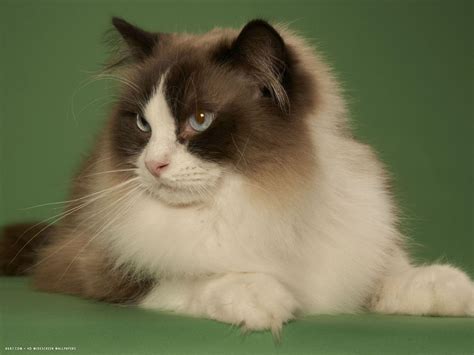 Ragdoll Cat Wallpapers - Top Free Ragdoll Cat Backgrounds - WallpaperAccess