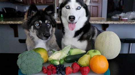 Will My Huskies Eat Their Fruits Veggies YouTube