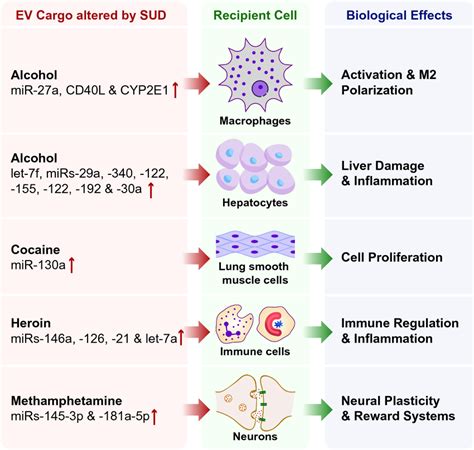 Extracellular Vesicles Evs Released From Cells In The Context Of Download Scientific Diagram