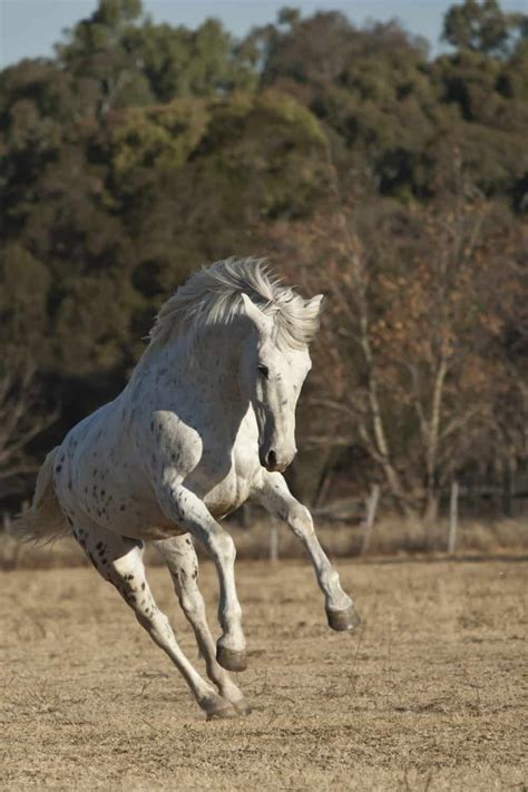 13 fastest horse breeds in the world – Artofit