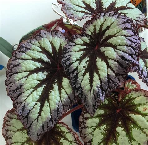 Begonias: Plant Care and Collection of Varieties - Garden.org