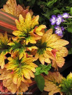 110 Coleus Joseph S Coat Ideas Plants Josephs Coat Planting Flowers