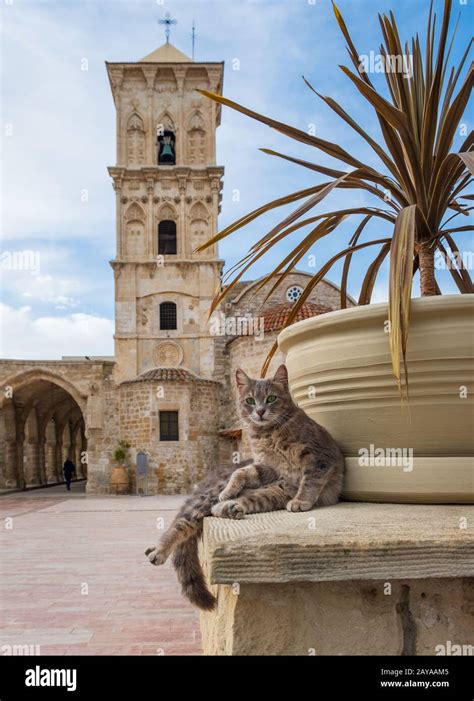 Gato En El Patio De La Iglesia De San L Zaro En Larnaca Chipre Mira La