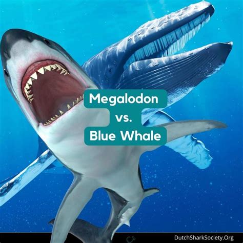 Dunkleosteus Vs Megalodon Size Comparison